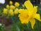 Yellow narcissus for Easter background