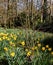 Yellow narcissus field bloomed in the old park