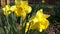 Yellow narcissus flower