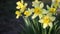 Yellow narcissus flower with fresh green leaves in bright light