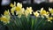 Yellow narcissus flower with fresh green leaves in bright light