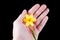 Yellow narcissus flower in hand isolated on black background, isolate