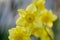 Yellow Narcissus flower with shallow depth of field. Narcissus daffodil flowers