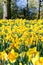 Yellow narcissus flowerbed