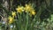 Yellow narcissus flowers on blurred green field
