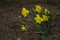 Yellow narcissus on ground