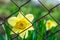 Yellow narcissus is growing through metal mesh