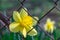 Yellow narcissus is growing through metal mesh