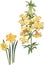 Yellow narcissus and lily flowers on white