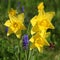 Yellow narcissus and muscaris in a lawn