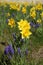 Yellow narcissus and muscaris in a lawn