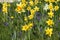 Yellow narcissus and muscaris in a lawn