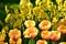 Yellow Narcissus poeticus and Orange Tulipa gesneriana in Keukenhof gardens
