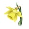 Yellow narcissus spring blossom summer fresh watercolor