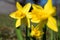 Yellow Narcissus, spring flowering plant of the amaryllis family, Amaryllidaceae. Closeup of beautiful flower petals