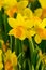 Yellow narcissus spring flowers