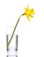 Yellow narcissus in transparent vase, isolated