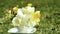 Yellow narcissus and wild spring flowers bouquet