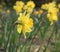 Yellow narcissuses in a garden