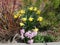 Yellow narcissuses and hyacinths