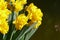 Yellow Narcisus