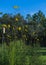 Yellow Narrowleaf or swamp Sunflower - Helianthus angustifolius