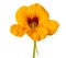 Yellow nasturtium