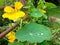 Yellow nasturtium flower with drops of dew