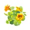 Yellow nasturtium flowers and leaves painted with watercolor