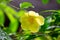 A yellow native flower of Madagascar with small raindrops