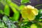 A yellow native flower of Madagascar with small raindrops