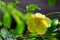 A yellow native flower of Madagascar with small raindrops