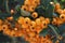 Yellow natural pyracantha