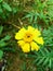 Yellow nature marigold flower sweet