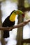 Yellow Neck Toucan