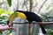 Yellow Neck Toucan eating a grape from a hand