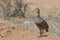 Yellow-necked Spurfowl.