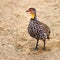 Yellow necked spurfowl looking left