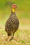 Yellow Necked Spurfowl or yellow-necked francolin found in Djibouti, Eritrea, Ethiopia, Kenya, Somalia, Sudan, Tanzania, and