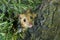 Yellow-necked Wood Mouse