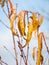 Yellow nectarine leaves in autumn season with blue sky on the background