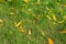 Yellow nectarine leaves on grass in autumn season.