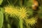Yellow needles of porcupine sedge flowers in New Hampshire.