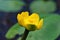 Yellow nenuphar flower close up
