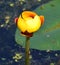 Yellow Nenuphar flower, Water Lily on a lake.