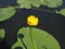 Yellow Nenuphar flower, Water Lily on a lake. Beautiful aquatic plant and flower grows in European ponds and rivers outdoor