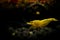 Yellow neocaridina shrimp water pet aquarium home
