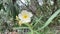 Yellow nerium oleander flower in nature garden