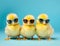 Yellow nest chick beauty poultry chicken small bird sunglasses animal farming beak young