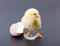 Yellow newborn chicken with feather and egg shells